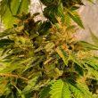 reggae-radio-cannabis-seeds-1