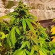 reggae-radio-cannabis-seeds-1