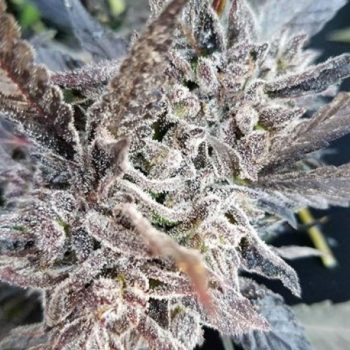 Royal Kush X Cannabis Seeds By Emerald Mountain Legacy