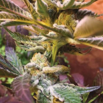 Royal Sour Cannabis Seeds By Emerald Mountain Legacy