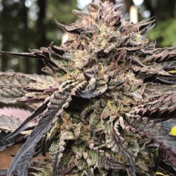 Royal Wedding Cannabis Seeds by Emerald Mountain Legacy