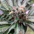 royal-with-cherry-cannabis-seeds-emerald-moutain-legacy