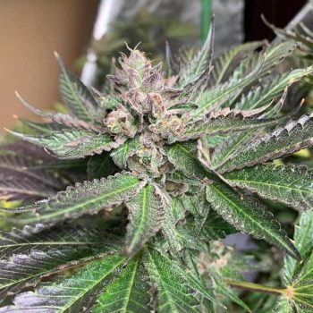 Royal with Cherries Regular Cannabis Seeds Freeborn Selection by Emerald Mountain