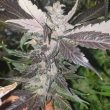 royal-with-cherry-cannabis-seeds-emerald-moutain-legacy