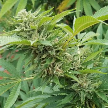 Royale Creeme Cracker Cannabis Seeds by Pakalolo Seeds