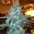 rug-burn-og-cannabis-seeds_1