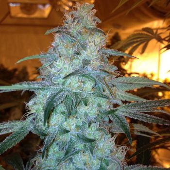 Rug Burn OG Regular Cannabis Seeds by Rare Dankness