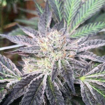 Rum Cream Cannabis Seeds by Emerald Mountain Legacy