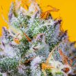 runtz-mintz-weed-seeds-fidels-seeds-co