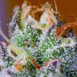 runtz-mintz-weed-seeds-fidels-seeds-co