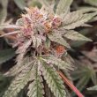 conscious-genetics-orange-runtz-cake-flower_1