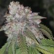 runtzosa-female-cannabis-seeds-pheno-finders-seeds