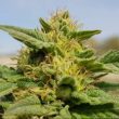 rustam-kush-regular-cannabis-seeds-by-afghan-selection-0