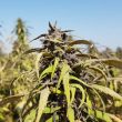 rustam-kush-regular-cannabis-seeds-by-afghan-selection-0