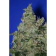 sagensour-thseeds-feminised-weed-seeds