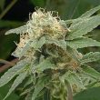 sagensour-thseeds-feminised-weed-seeds