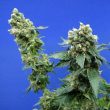 Sage n' Sour Female Cannabis Seeds by T.H.Seeds