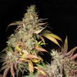 Salpicón Regular Cannabis Seeds by Black Tuna Seeds