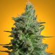 paradise-seeds—sativa-champions-pack