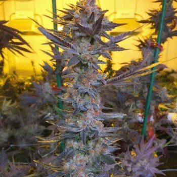 Savage Hulk F2 Regular Cannabis Seeds by Dark Horse Genetics