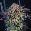 Savage Mint Female Weed Seeds by Grateful Seeds