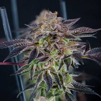 Savage Mint Female Weed Seeds by Grateful Seeds