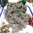 night-owl-seeds-scoopski-auto-cannabis-strain