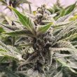 night-owl-seeds-scoopski-auto-cannabis-strain