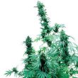 Early Skunk Female Cannabis Seeds by Sensi Seeds