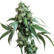 sensi-seeds—jack-flash-5