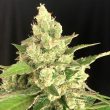 seriosa-weed-seed-serious-seeds