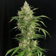 seriosa-weed-seed-serious-seeds
