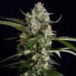 Seriosa Female Weed Seeds by Serious Seeds