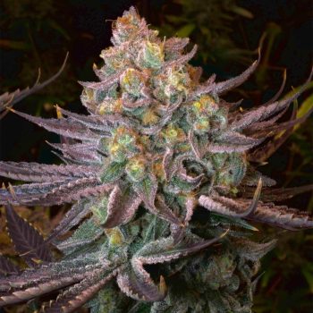Seriotica Female Weed Seeds by Serious Seeds
