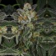 serious-kush-by-serious-seeds