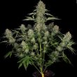 serious-kush-by-serious-seeds