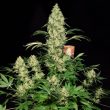 ak-47 feminized seeds by serious seeds