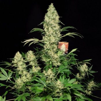 ak-47 feminized seeds by serious seeds