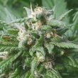Biddy Early Regular Cannabis Seeds by Serious Seeds