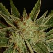 serious-seeds—bubblegum