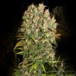 serious-seeds—cbd-warlock