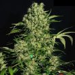 serious-seeds—chronic