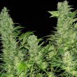serious-seeds—double-dutch
