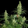 serious-seeds—kali-mist