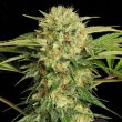 serious-seeds—motavation