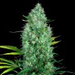serious-seeds—serious-6