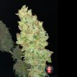 serious-seeds—strawberry-akeil