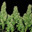 White Russian Female Cannabis Seeds by Serious Seeds