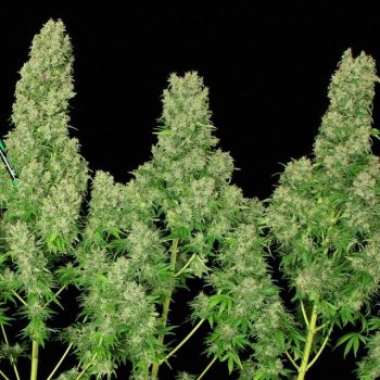 White Russian Female Cannabis Seeds by Serious Seeds