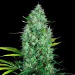 serious-six-serious-seeds-regular-cannabis-seeds